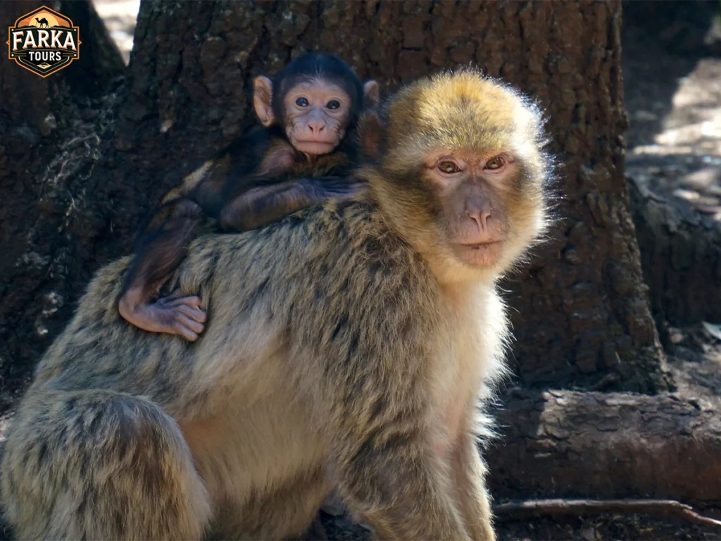 Tour from Fes to Marrakech