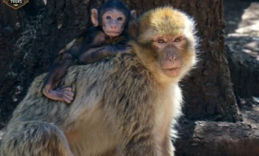 Tour from Fes to Marrakech