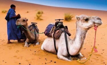 Camel Ride