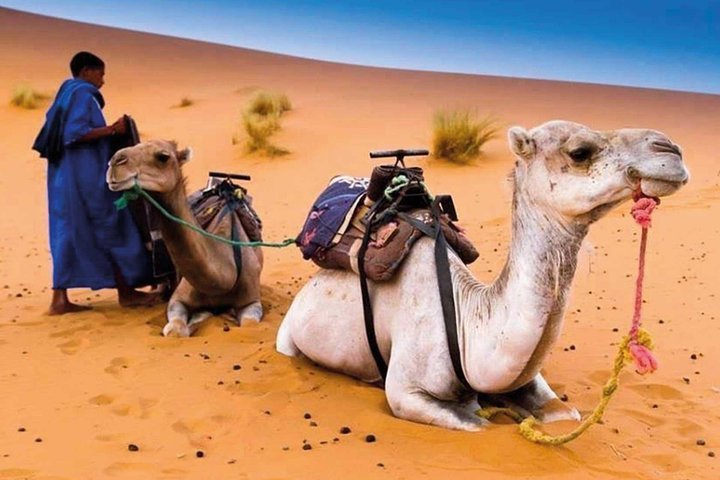 Camel Ride